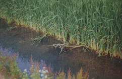 Reed Bed Treatment Systems